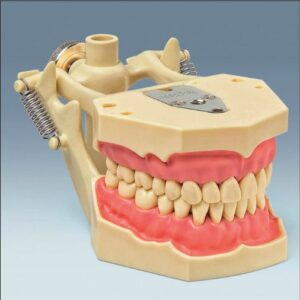 AG-3 DA model fixat in articulator Frasaco